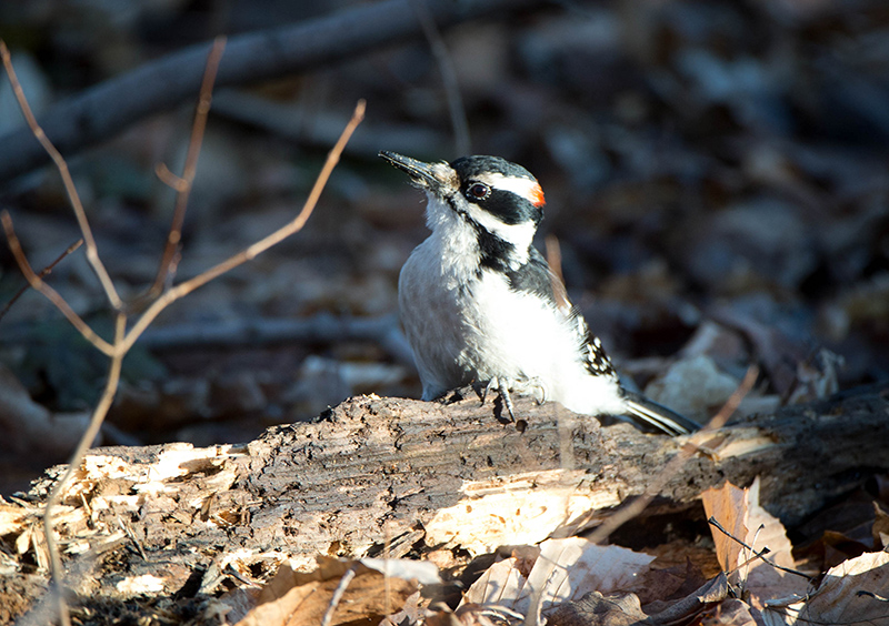 DOWNEY WOODPECKER