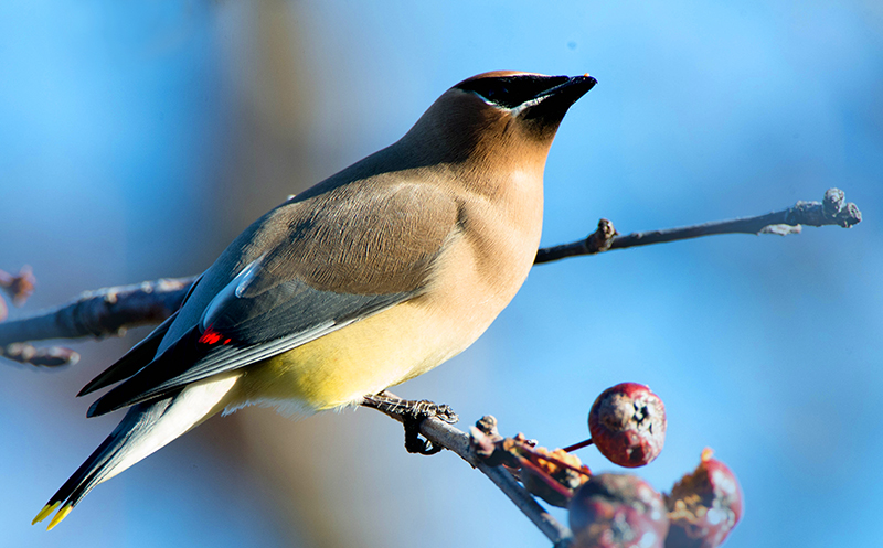 CEDAR WAXWINGS