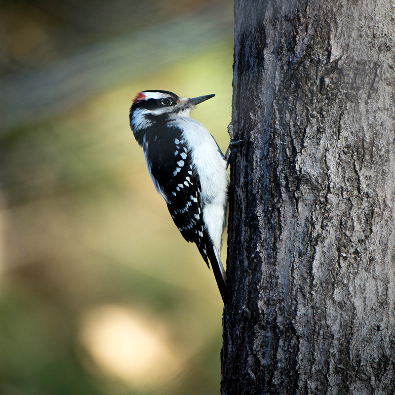 14/04 DOWNEY WOODPECKER