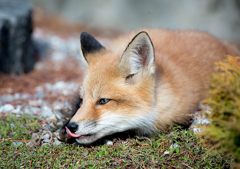 17/04 Fox