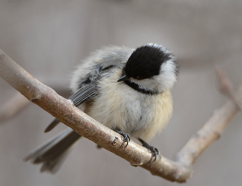 20/04 BLACK CAPPED CHICKADEE