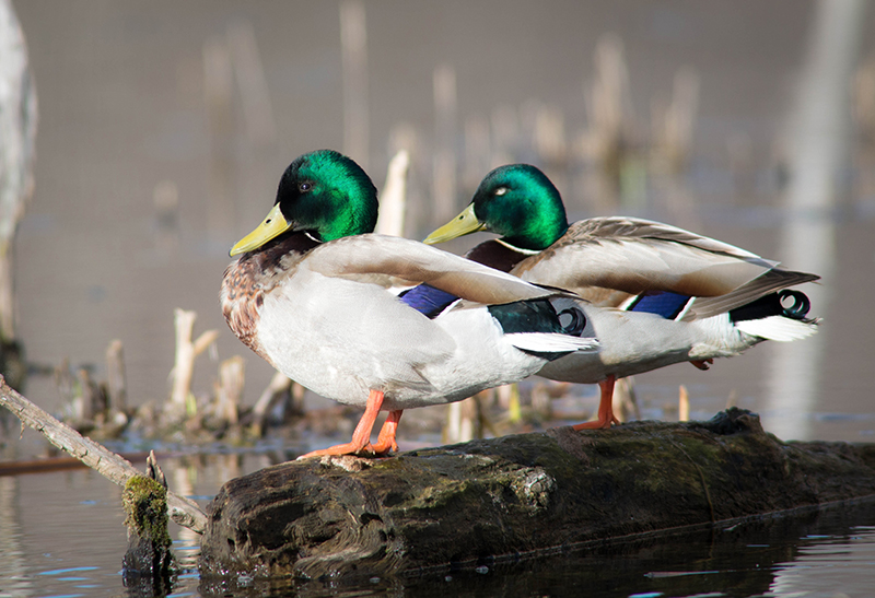 02/5 MALLARD