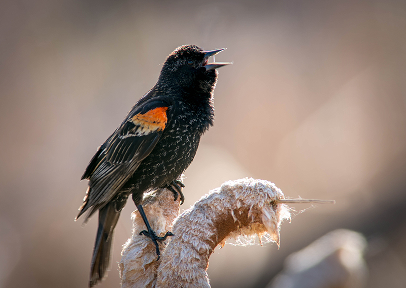 02/5 REDWINGED BLACKBIRD FEMALE