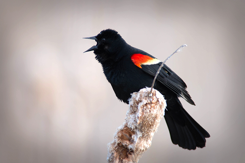 02/5 REDWINGED BLACKBIRD MAILE