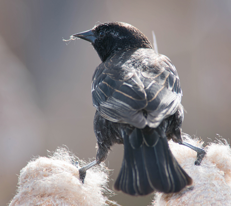 02/5 REDWINGED BLACKBIRD FEMALE