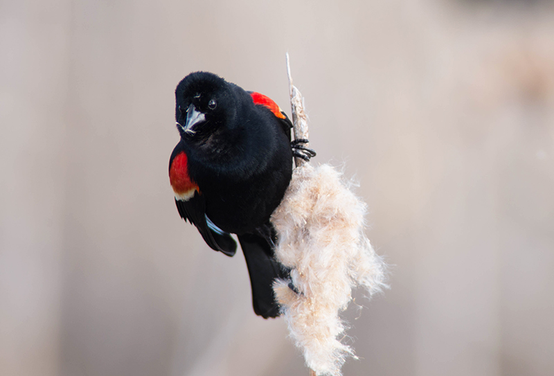 02/05 REDWINGED BLACKBIRD MALE