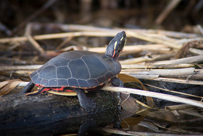 02/05 TURTLE