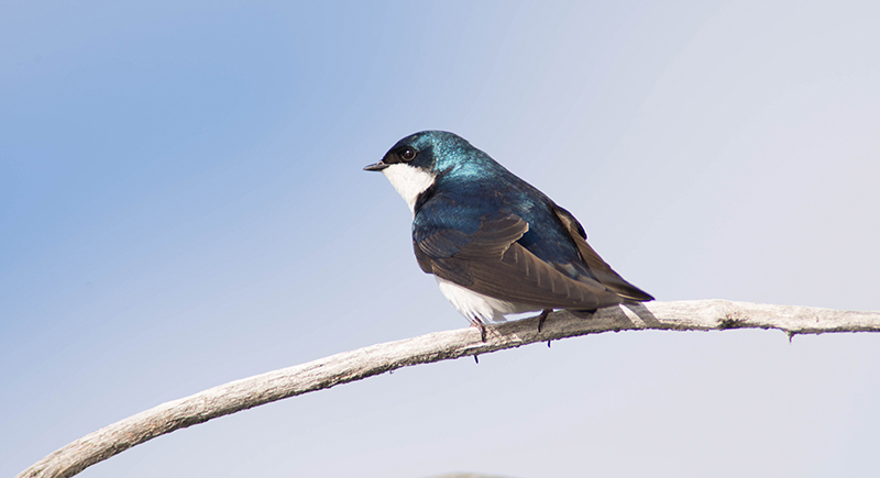 02/5  TREE SWALLOW