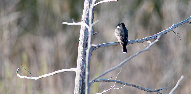 03/5 Eastern Phoebe