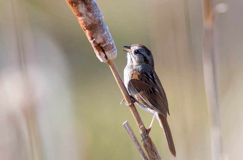 03/5 SONG SPARROW
