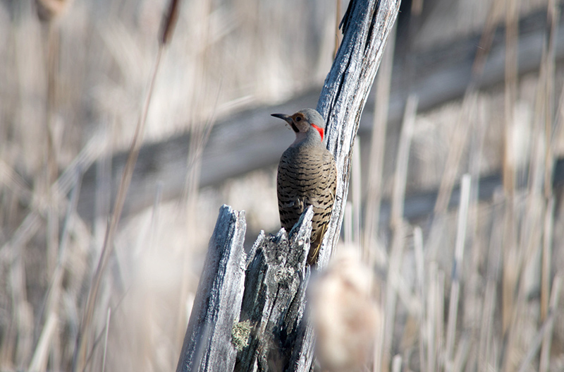03/5 NORTHERN FLICKER