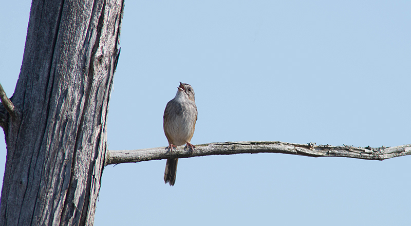 03/5 SONG SPARROW