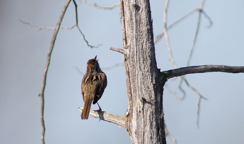 03/5 SONG SPARROW