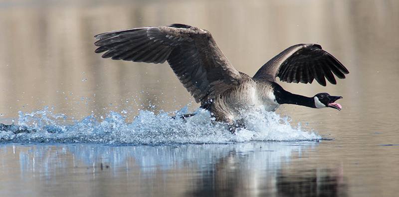 03/5 Canada Goose