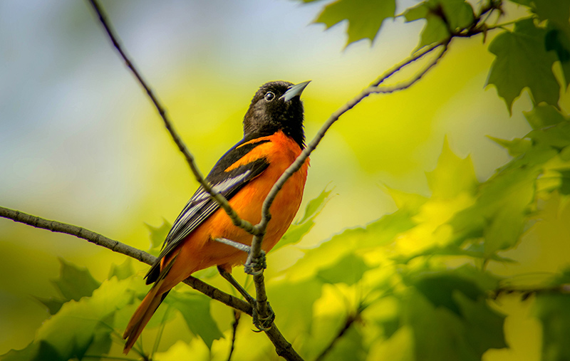 10/5 Baltimore Oriole male