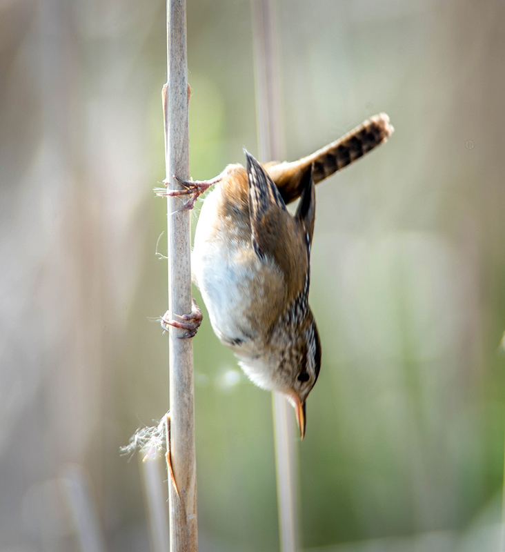 10/5 MARSH WREN