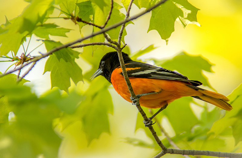10/5 BALTIMORE ORIOLE MALE
