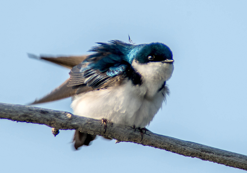 10/5 TREE SWALLOW