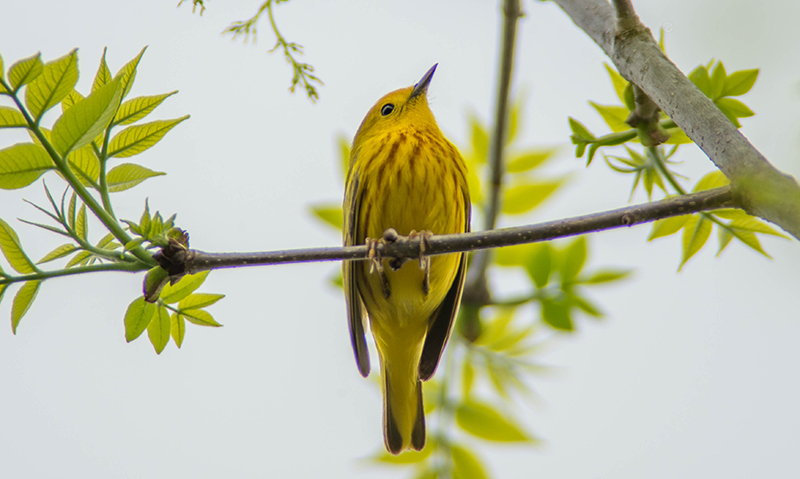 10/5 YELLOW WARBLER
