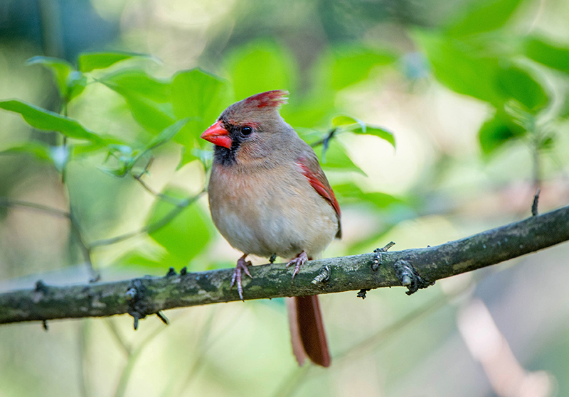 13/05 NORTHERN CARDINAL