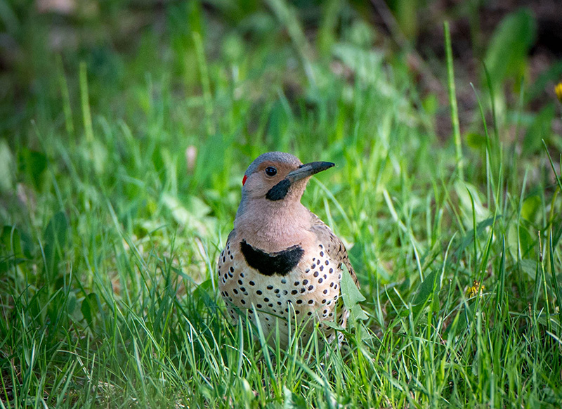 13/5 NORTHERN FLICKER