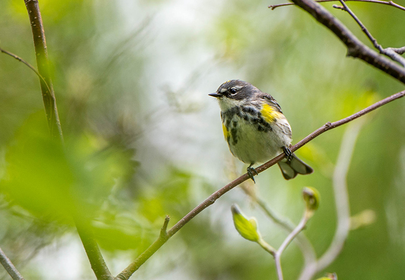 16/5 yellow rumped Warbler