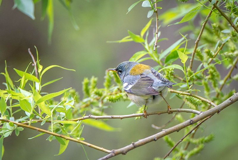 16/5 YELLOW THROATED BLUE WARBLER