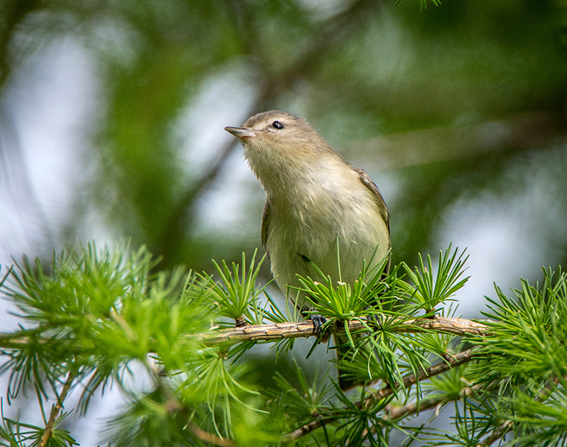 17/5 WARBLING VIREO