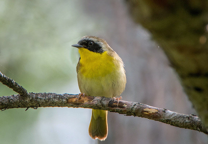 17/5 COMMON YELLOW THROAT WARBLER