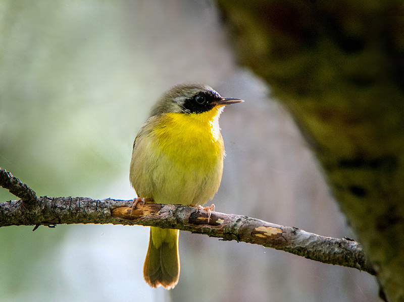 17/5 COMMON YELLOWTHROAT WARBLER