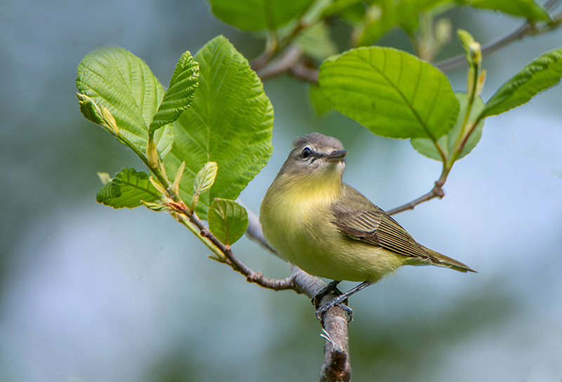 17/5 warbling Vireo