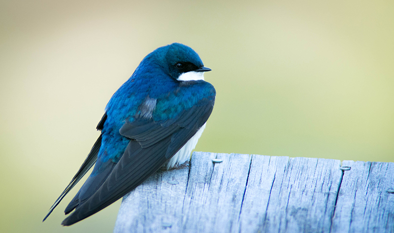 30/05 TREE SWALLOW