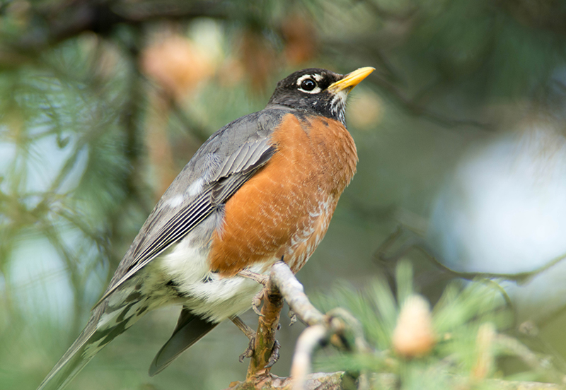 30/05 ROBIN