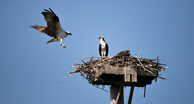 26/07 OSPREY near Toronto