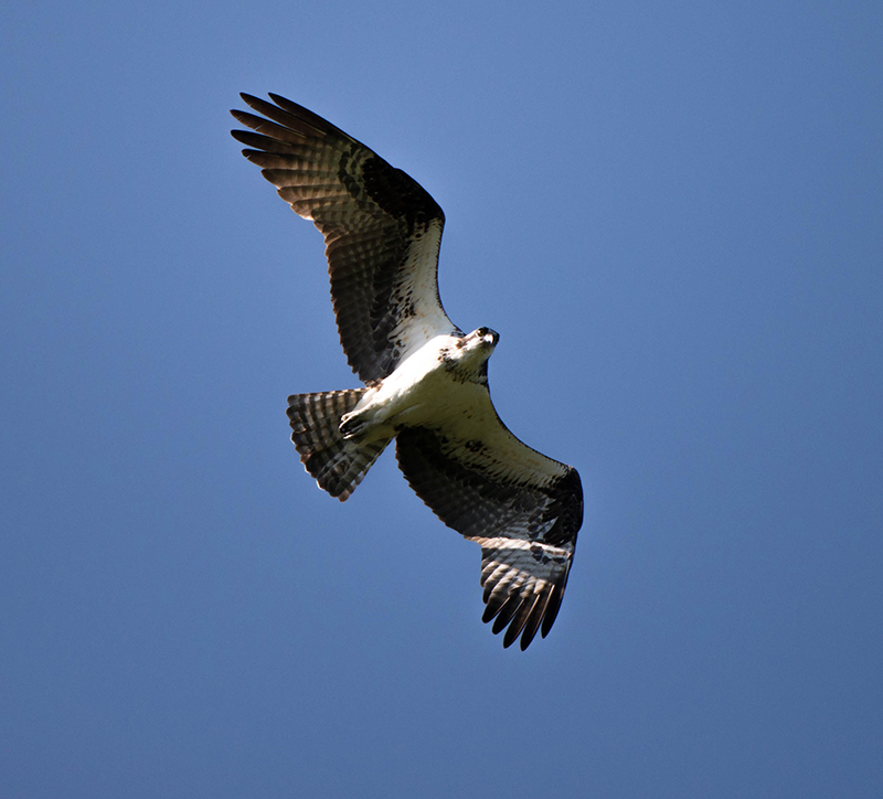 26/07 OSPREY near Toronto