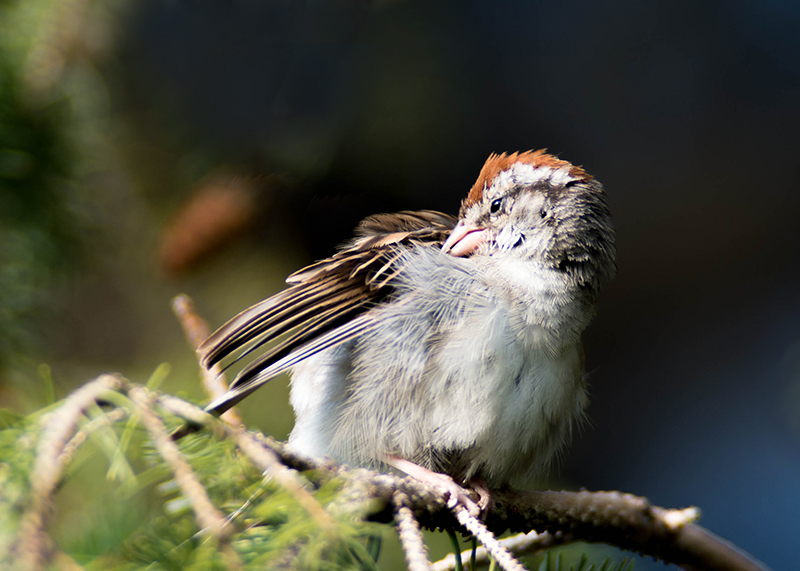 06/09 CHIPPING SPARROW