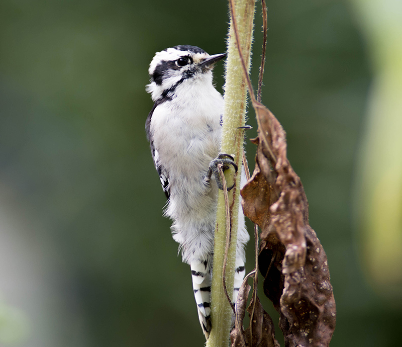 06/09DOWNEY WOODPECKER