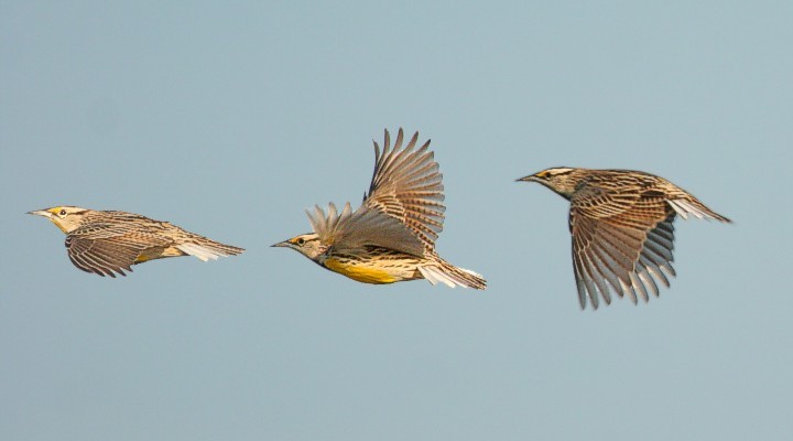 Eastern Meadowlark @