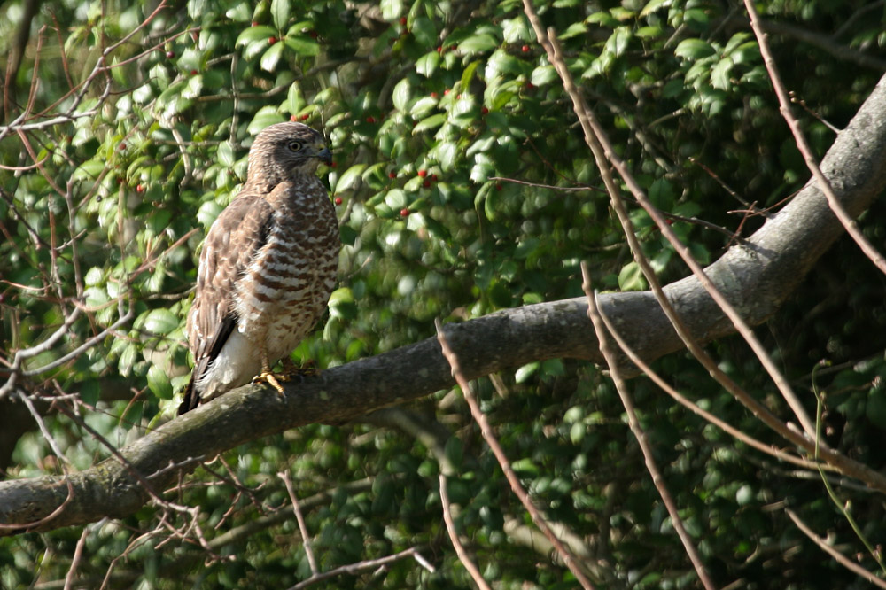 Broad-winged Hawk