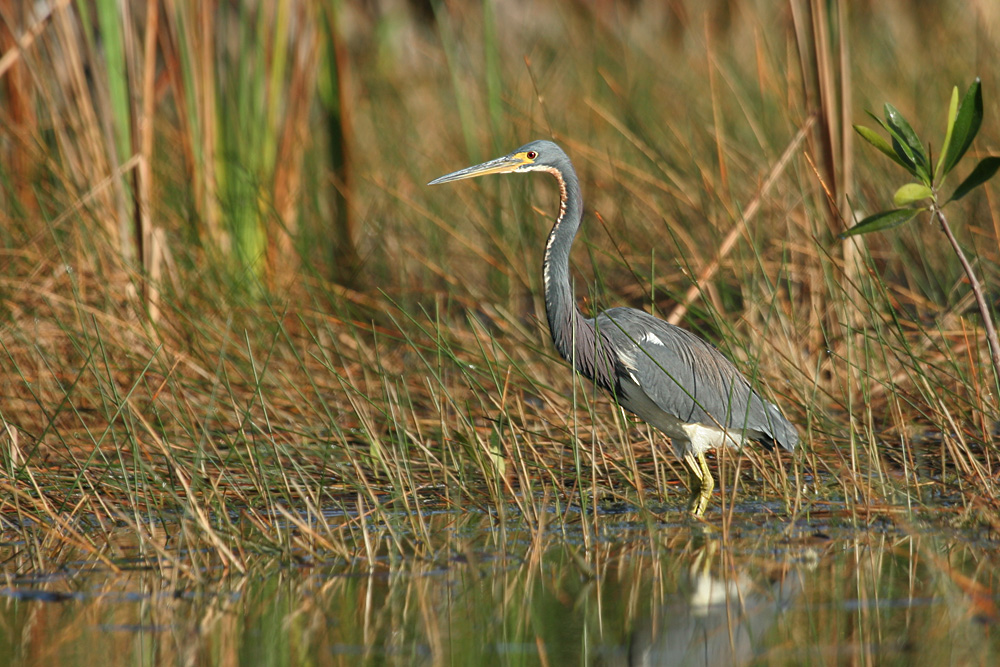 Tricolored Heron (Florida)