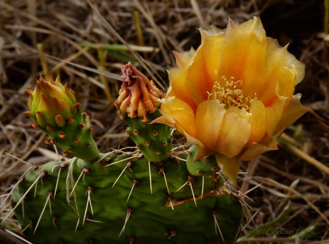 Three Blooms