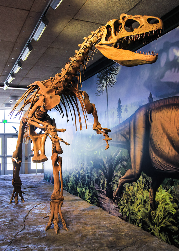 Allosaurus skeleton in the Dinosaur Quarry Exhibit Hall in Dinosaur National Monument