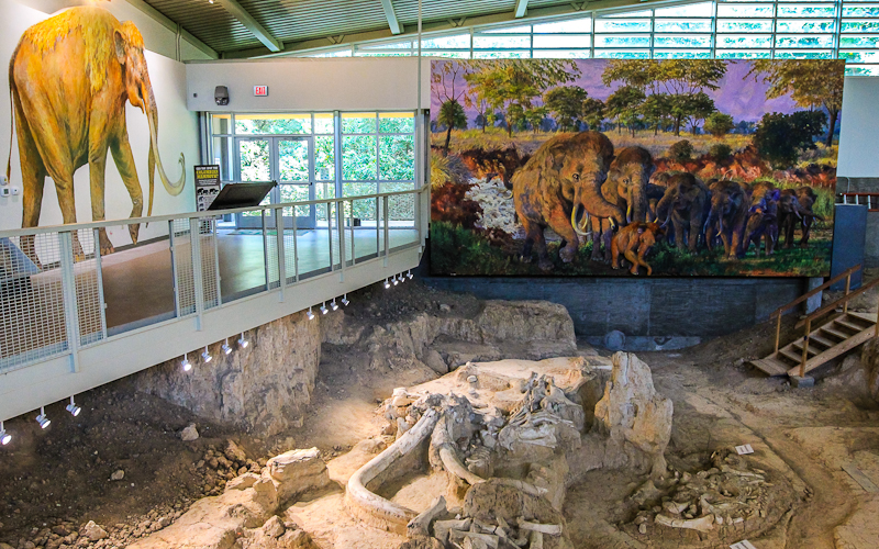Interior of Dig Shelter with Bull Mammoth and Juveniles in foreground in Waco Mammoth National Monument