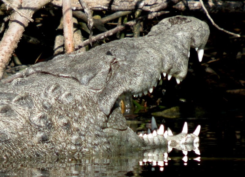 American Crocodile