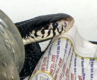 Black Forest Cobra