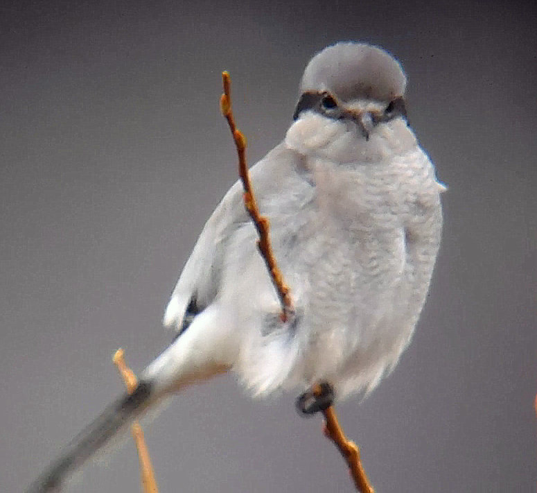 Northern Shrike