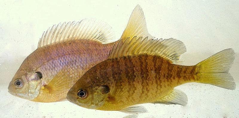 Chehalis River Fish