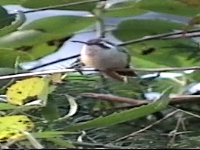 Xantus's Hummingbird