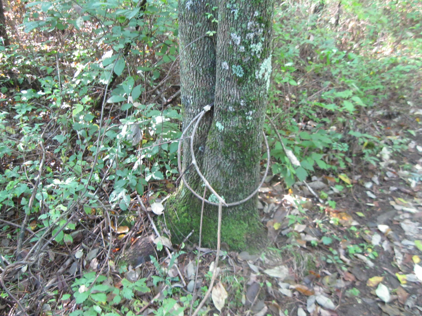 Interesting  accurance in nature.