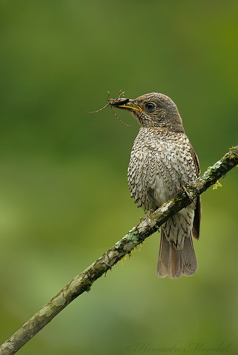 Blue-capped rock thrush - female